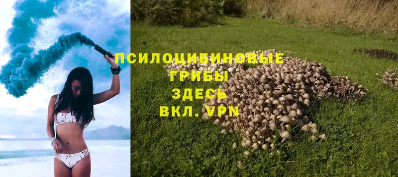 shop телеграм  МЕГА ссылки  Галлюциногенные грибы Psilocybe  Калач  продажа наркотиков 